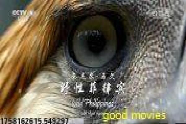 《告密者2009》影片拍摄故事,告密者2009谍战的幕后记录