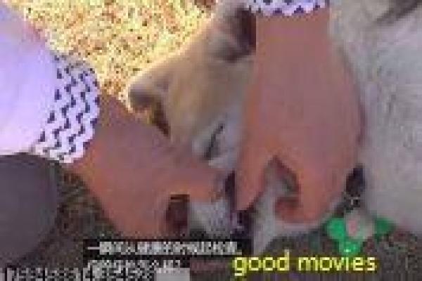 戴套吧豹头君-戴套吧豹头君的搞笑冒险,详细还原动画的动物与趣闻