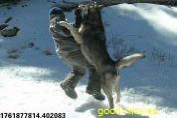 鬼吹灯之怒晴湘西观看-胡八一湘西盗墓冒险