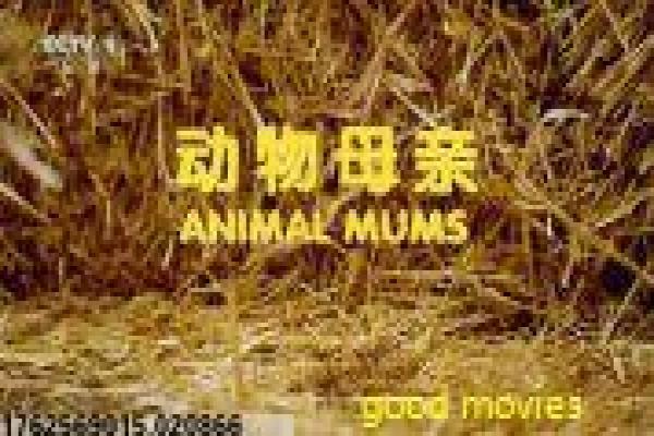 《西葫芦的生活》西葫芦生活影片简介与孤儿成长深度还原 《西葫芦的生活》西葫芦生活影片简介与孤儿成长深度还原