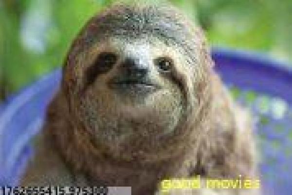 《精灵旅社3免费版》精灵旅社第三部免费版,免费版动漫电影影片简介怪物度假的奇幻友情终章热血